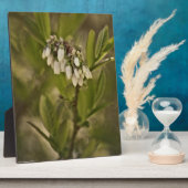 Blaubeere 585 fotoplatte (Seite)