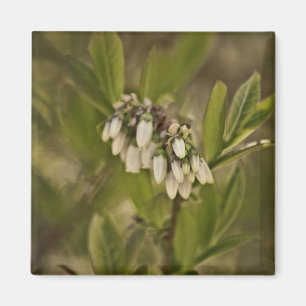 Blaubeere 585 magnet