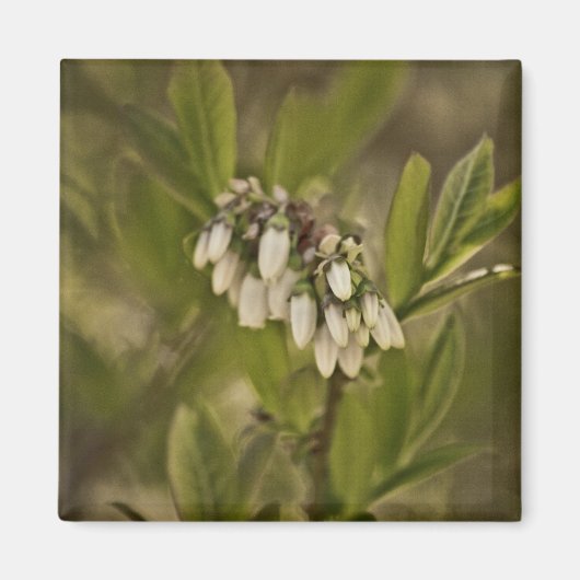 Blaubeere 585 magnet (Vorne)