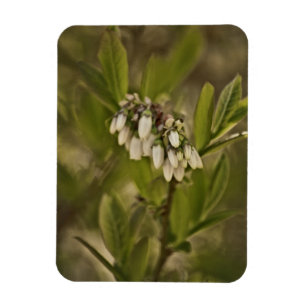 Blaubeere 585 magnet