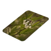 Blaubeere 585 magnet (Linke Seite)