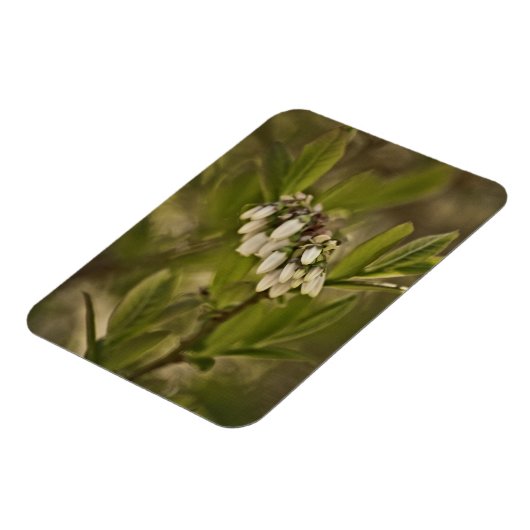 Blaubeere 585 magnet (Linke Seite)