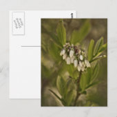 Blaubeere 585 postkarte (Vorne/Hinten)