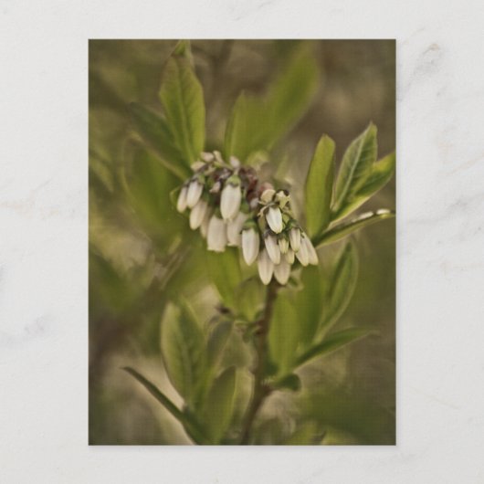 Blaubeere 585 postkarte (Vorderseite)