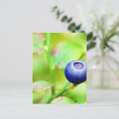 Blaubeere Postkarte (Stehend Vorderseite)
