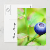 Blaubeere Postkarte (Vorne/Hinten)