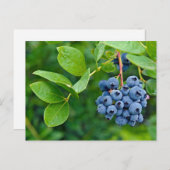 Blaubeere Postkarte (Vorne/Hinten)