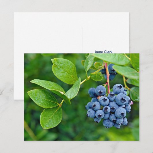 Blaubeere Postkarte (Vorne/Hinten)