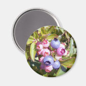 Blaubeeren 1 Magnet (Vorderseite/Rückseite)