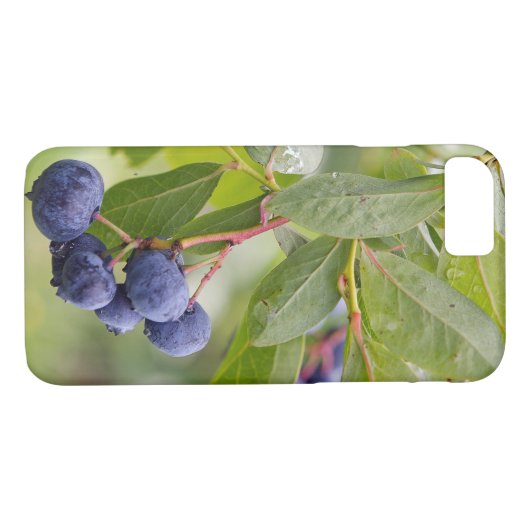 Blaubeeren auf Busch Case-Mate iPhone Hülle (Rückseite (Horizontal))
