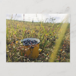 Blaubeeren auf der Alaska-Tundra Postkarte