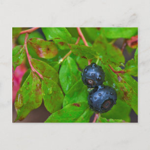 Blaubeeren bei leichtem Regen reifen Postkarte