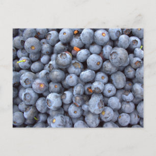 Blaubeeren, Foto auf einer Blaubeerenfarm aufgenom Postkarte