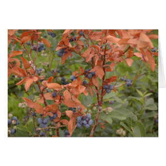 Blaubeeren im Sommer