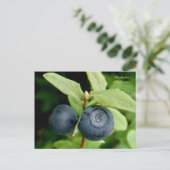 Blaubeeren, Insel Unalaska Postkarte (Stehend Vorderseite)