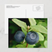 Blaubeeren, Insel Unalaska Postkarte (Vorne/Hinten)
