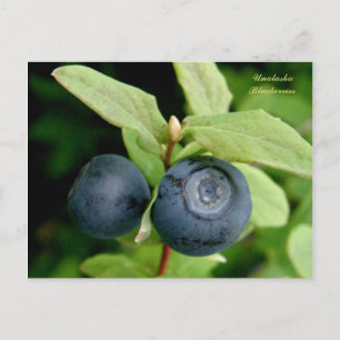 Blaubeeren, Insel Unalaska Postkarte