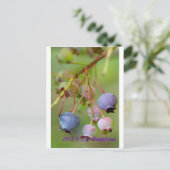 Blaubeeren: nah postkarte (Stehend Vorderseite)