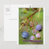 Blaubeeren: nah postkarte (Vorne/Hinten)