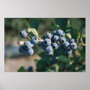 Blaubeeren-Plakat Poster