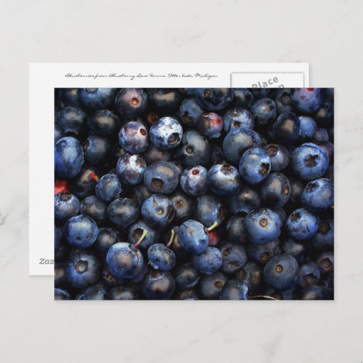 Blaubeeren Postkarte (Vorne/Hinten)