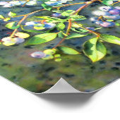 Blaubeeren, romantische Früchte Aquarellmalerei Poster (Ecke)