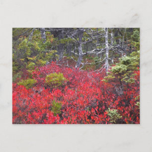 Blaubeersträucher und Kiefern Postkarte