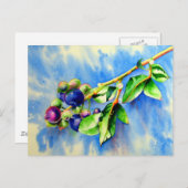 Blaubeerzweig, Aquarellmalerei Postkarte (Vorne/Hinten)