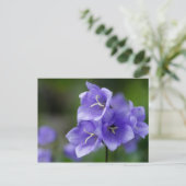 Blaublühblume Postkarte (Stehend Vorderseite)