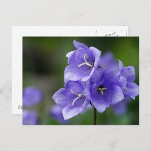 Blaublühblume Postkarte (Vorne/Hinten)