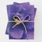Blaublühende Blume von Violet Saintpaulia Zoomed Geschenkpapier Set (Beispiel)