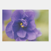 Blaublühende Blume von Violet Saintpaulia Zoomed Geschenkpapier Set (Vorderseite)