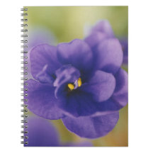 Blaublühende Blume von Violet Saintpaulia Zoomed