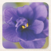 Blaublühende Blume von Violet Saintpaulia Zoomed Rechteckiger Pappuntersetzer (Vorderseite)