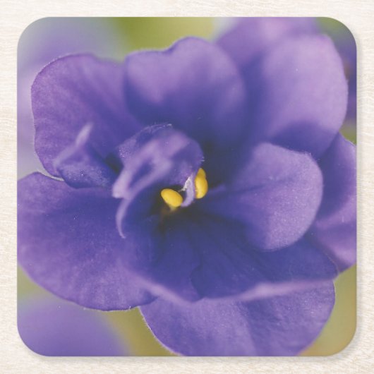 Blaublühende Blume von Violet Saintpaulia Zoomed Rechteckiger Pappuntersetzer (Vorderseite)