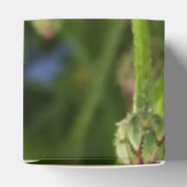 Blaublume Geschenkschachtel (Oben)