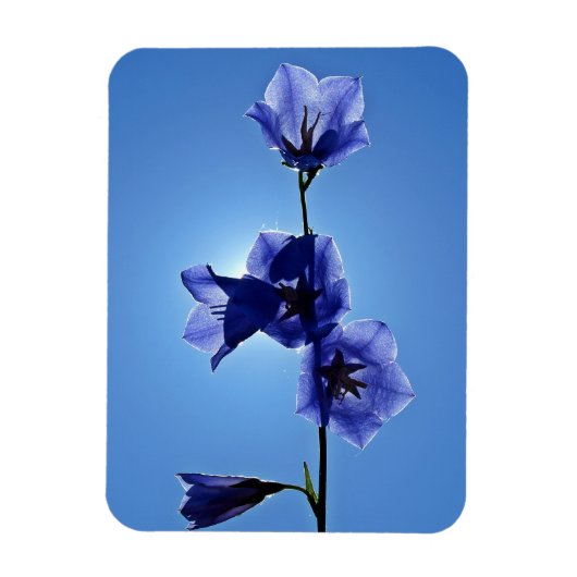 Blaublume Magnet (Vertikal)