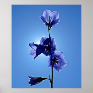 Blaublume Poster