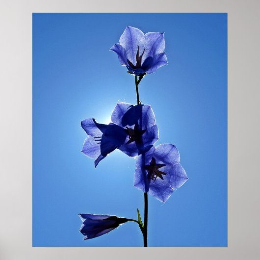 Blaublume Poster (Vorne)