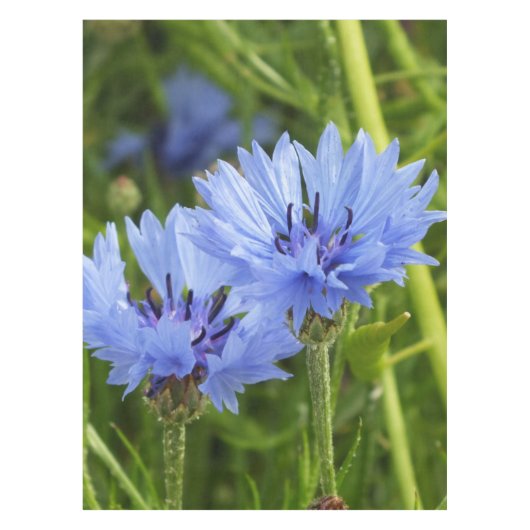 Blaublume Tischdecke (Vorderseite)