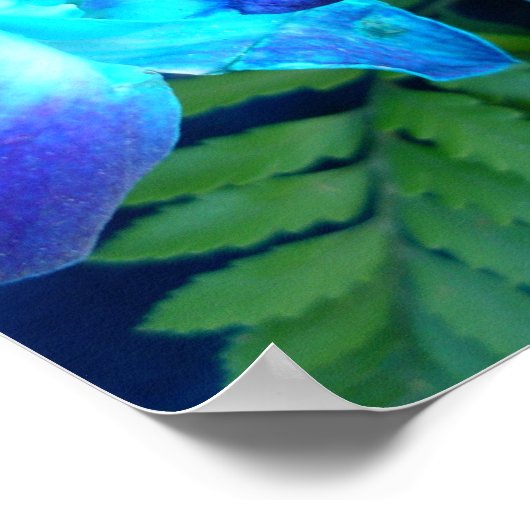 Blaublumen Nature Poster (Ecke)