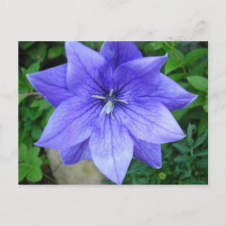 Blaublüte Postkarte