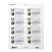 Blaubraune Glasperlkatze (Vorne)