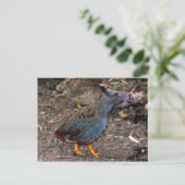 Blaubrüste Postkarte Quailmoose (Stehend Vorderseite)