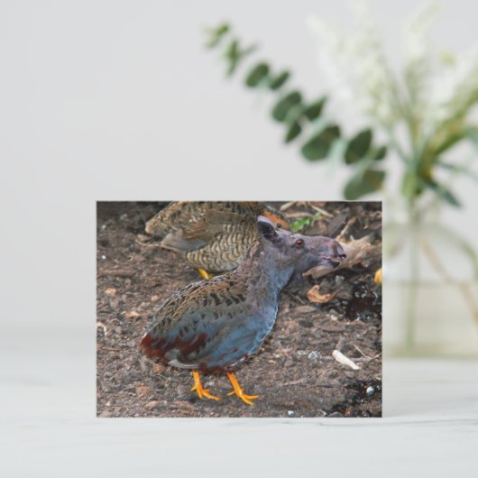 Blaubrüste Postkarte Quailmoose (Stehend Vorderseite)