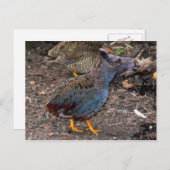 Blaubrüste Postkarte Quailmoose (Vorne/Hinten)