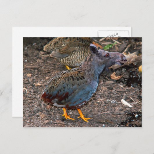 Blaubrüste Postkarte Quailmoose (Vorne/Hinten)