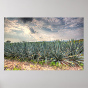 Blaue Agave Poster