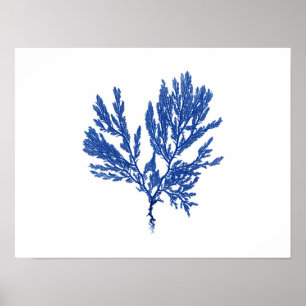 Blaue Algen #4 42x32cm Poster