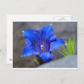 Blaue Alpen Enzian Blume Postkarte (Vorne/Hinten)